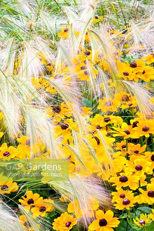 Grasses and annuals 