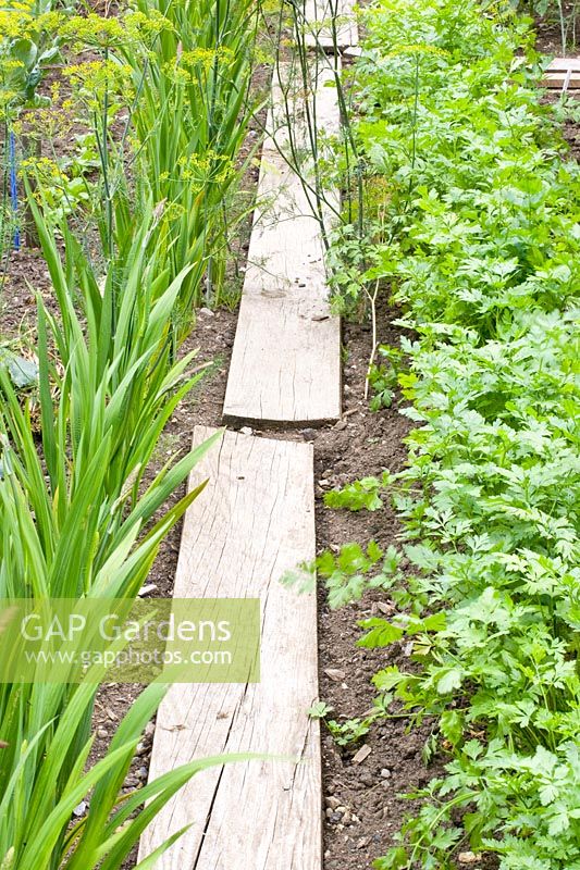 Boards as paths in the vegetable garden 