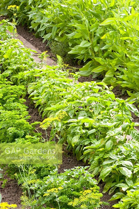 Parsley and basil in rows 