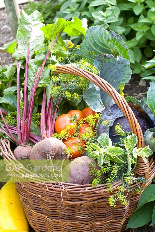 Basket with harvested vegetables 