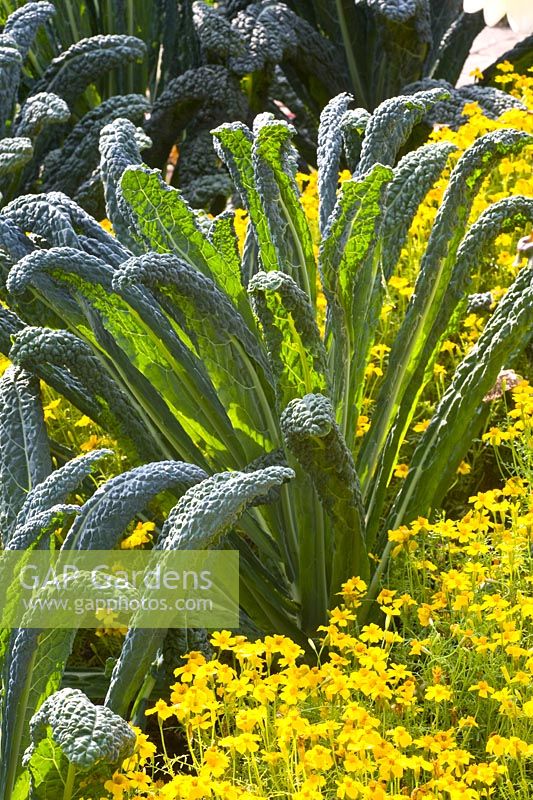 Marigold and palm cabbage 