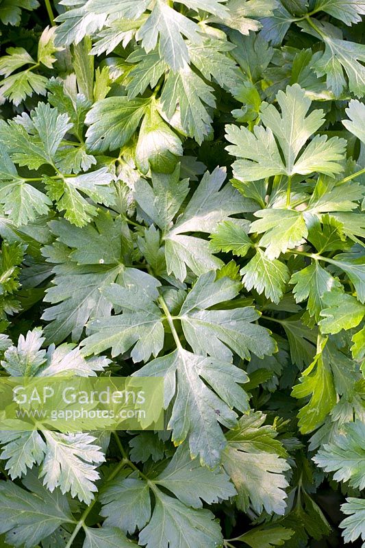 Portrait of flat-leaf parsley 