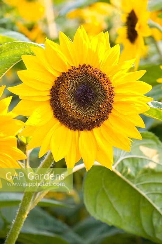 Portrait Sunflower 
