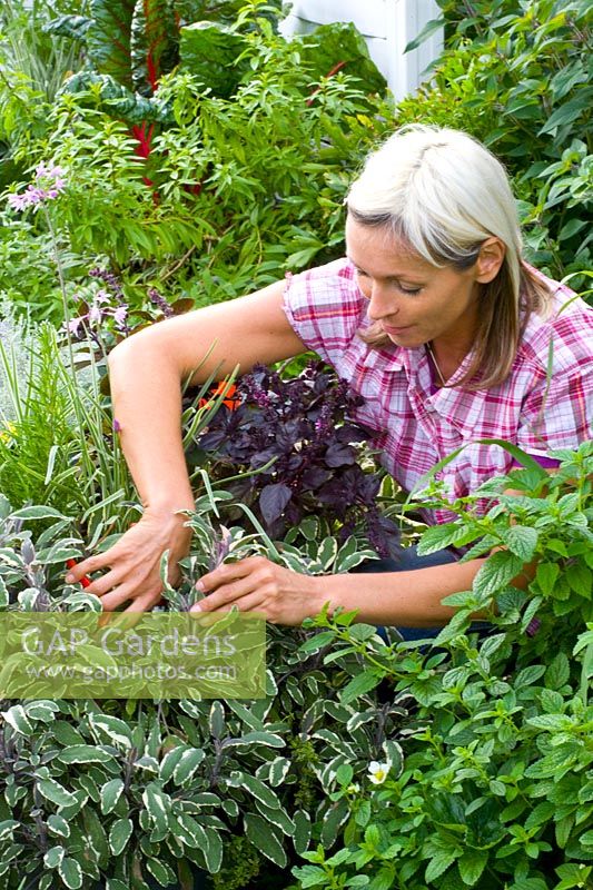 Woman cutting herbs 