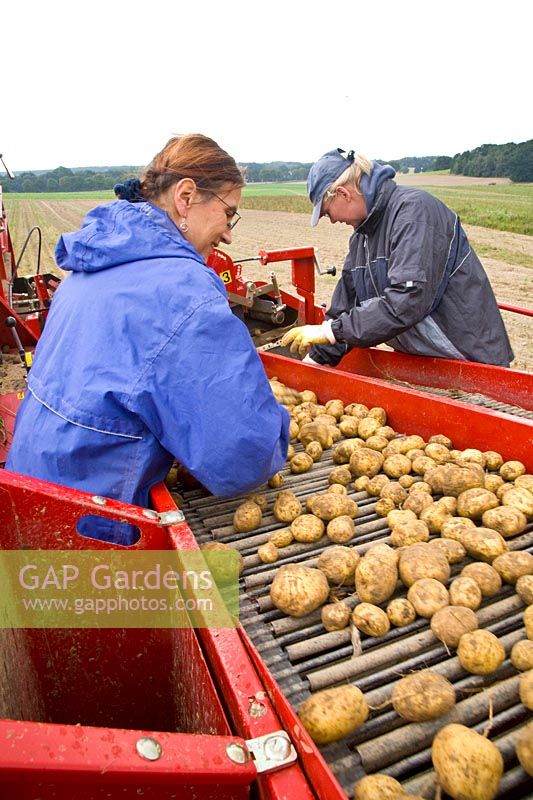 Potato harvest 