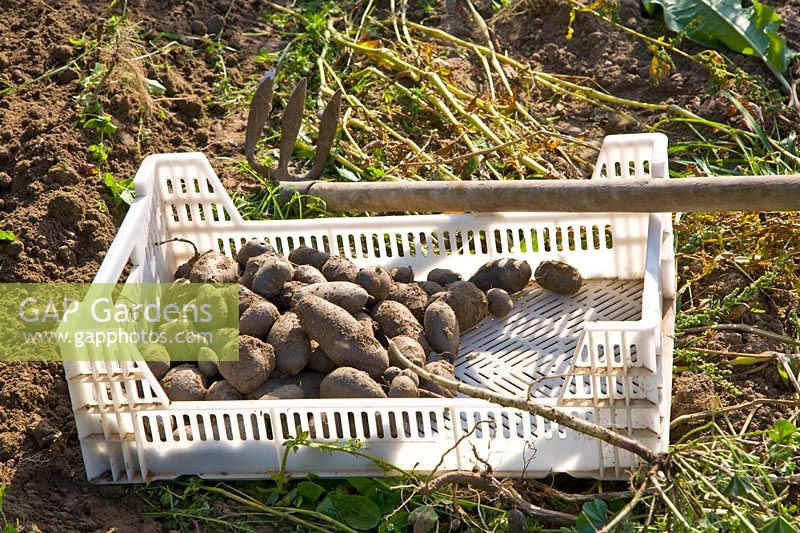 Harvested potatoes 