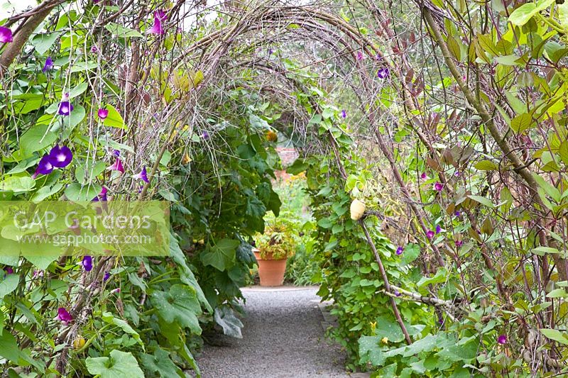 Willow tunnel 