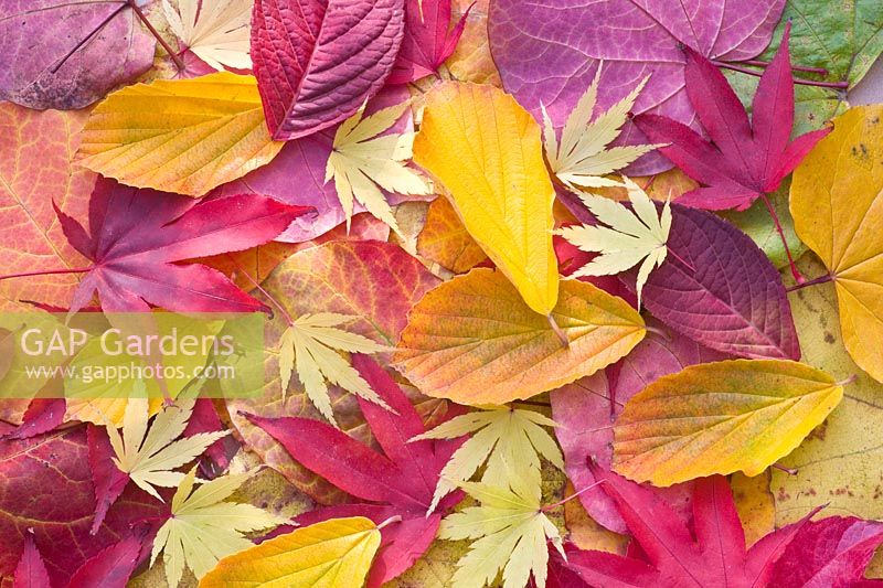 Leaves in autumn 