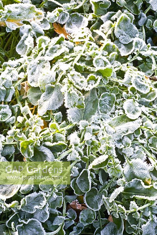 Winter cress in frost 