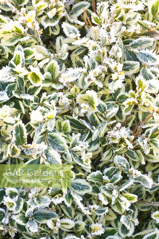 Boxwood in frost 
