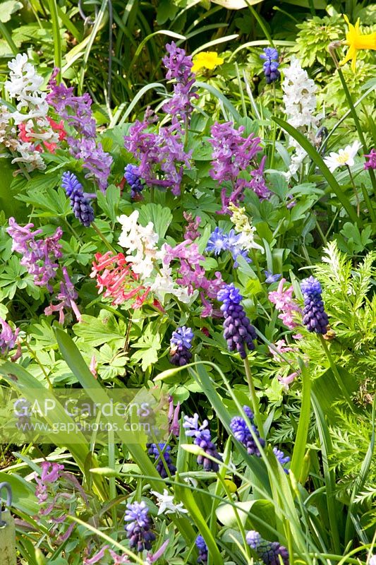 Larkspur and grape hyacinth under trees 