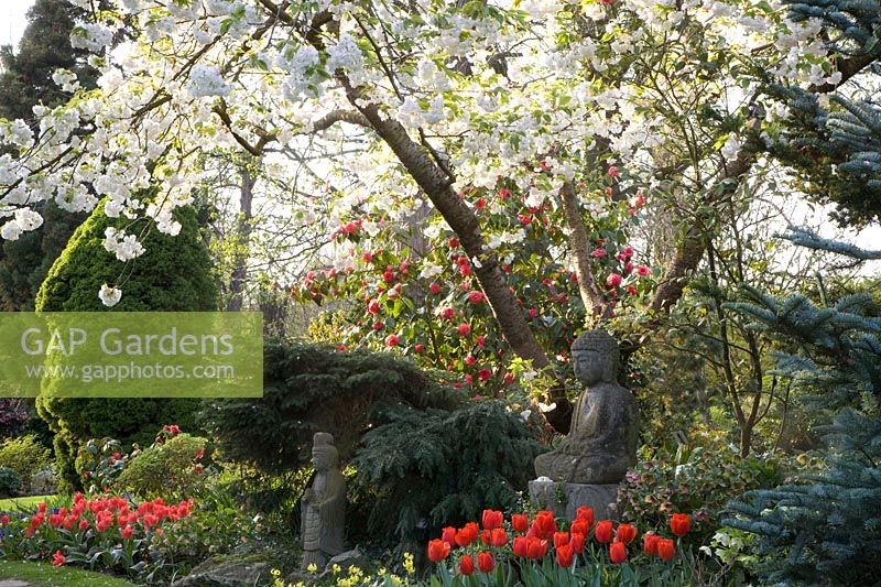 Asian garden with ornamental cherry 