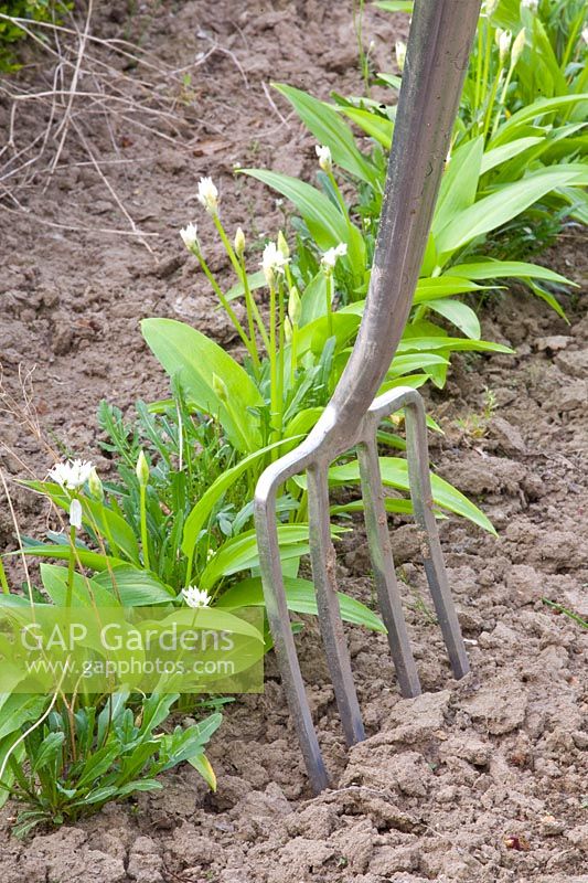 Wild garlic in the vegetable garden 