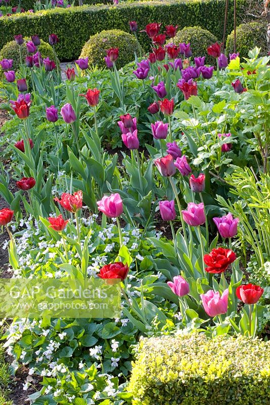 Tulips and violets 