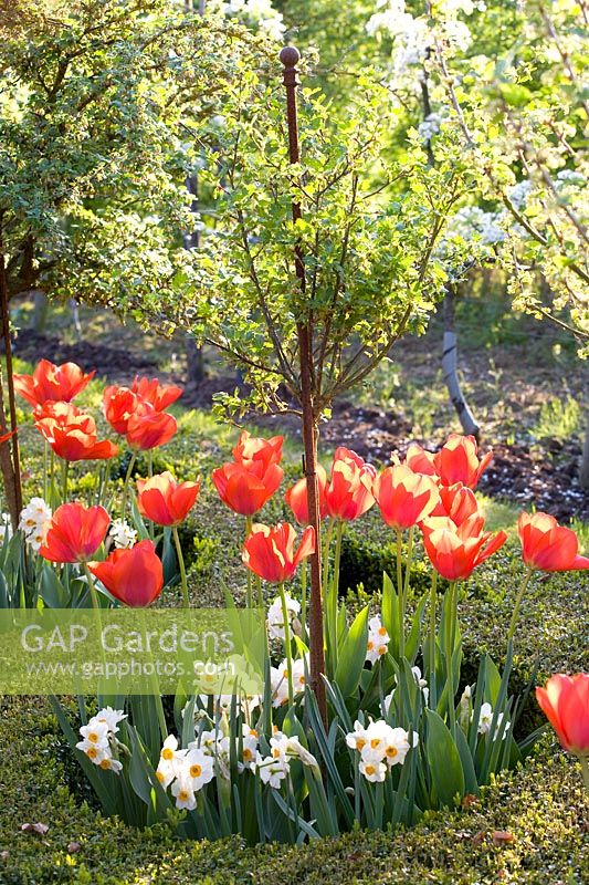 Tulips and daffodils under gooseberries 