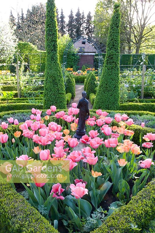 Formal garden with tulips, Tulipa Daydream, Tulipa Pink Impression 