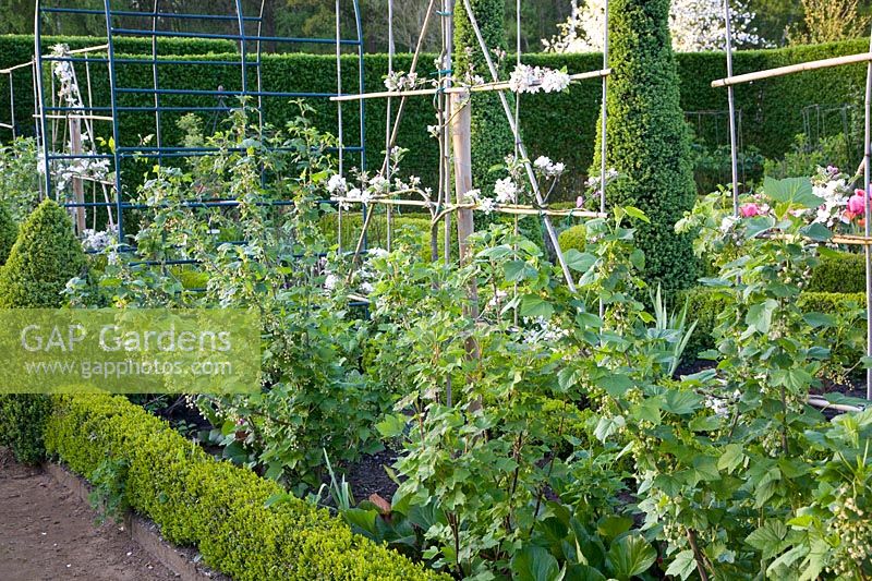 Apple espalier and currant bushes 