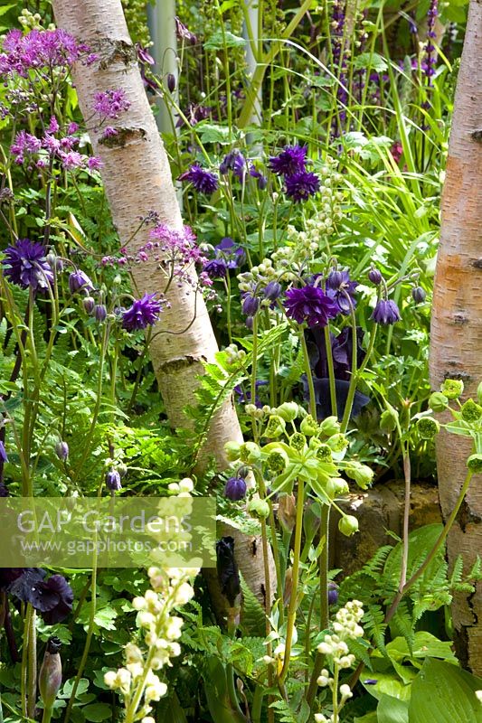 Bed under tree, Tellima grandiflora, Thalictrum Black Stockings, Matthiasella bupleuroides, Aquilegia Blue Barlow, Betula 