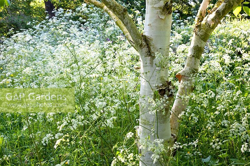Birch with cow parsley 