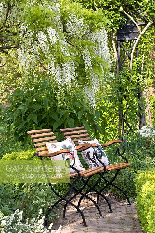 Seating area under white wisteria, Wisteria sinensis Alba 