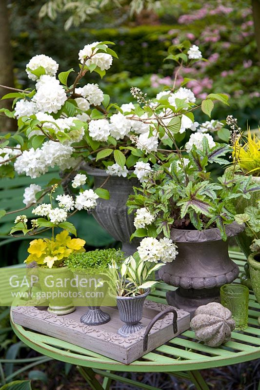Woody plants and perennials in pots 