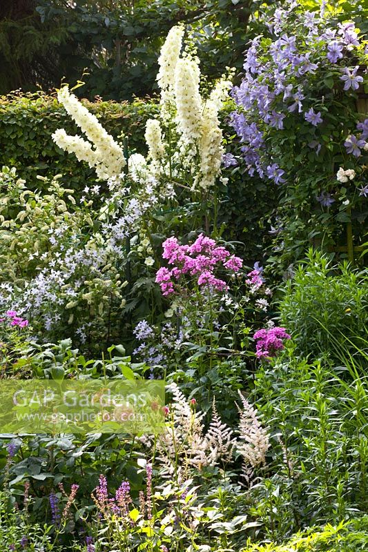 Perennial bed with delphinium 