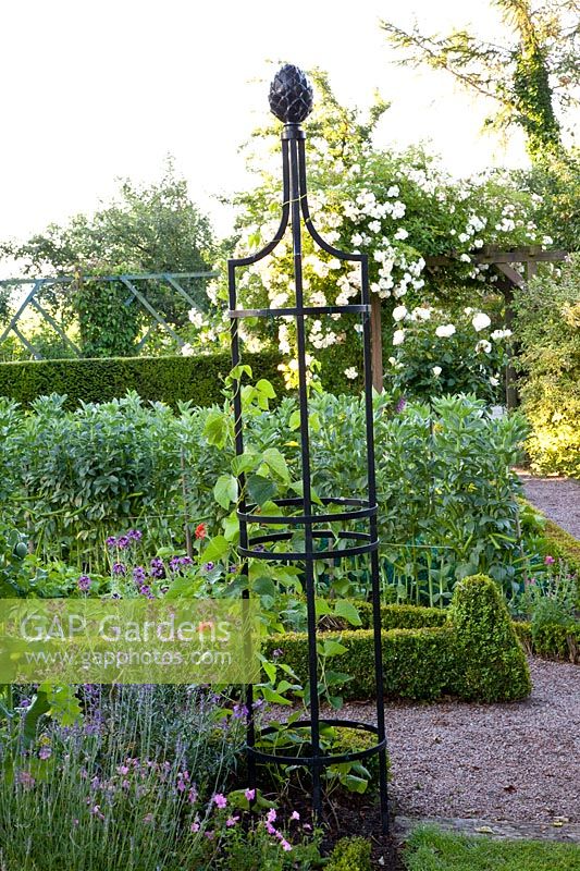 Trellis in the vegetable garden with beans 