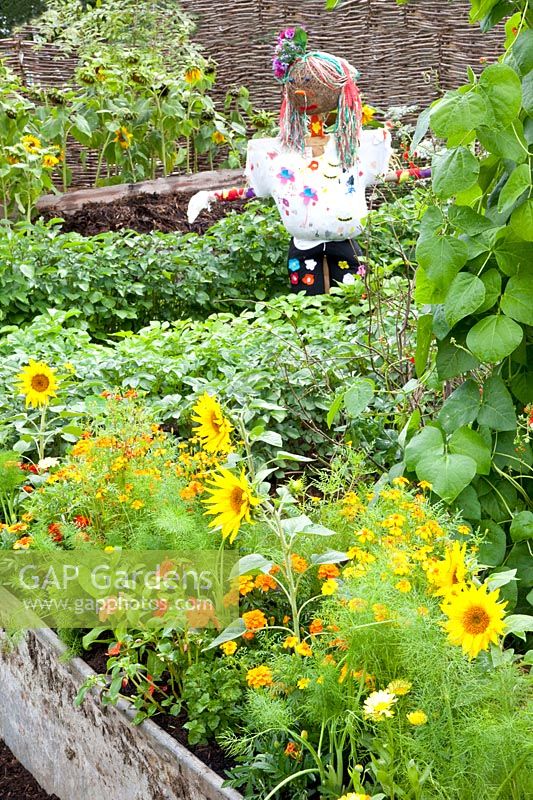 Vegetable garden with potatoes and scarecrow, Solanum tuberosum 