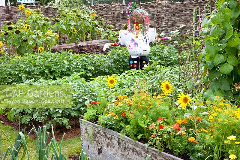 Vegetable garden with scarecrow 