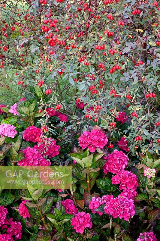 Hydrangea and rose hips of Rosa glauca 