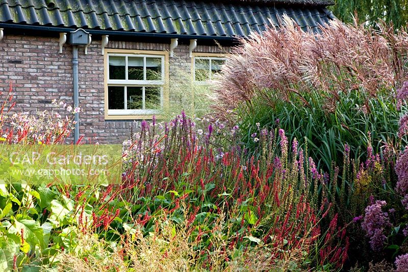Front garden with grasses and perennials 