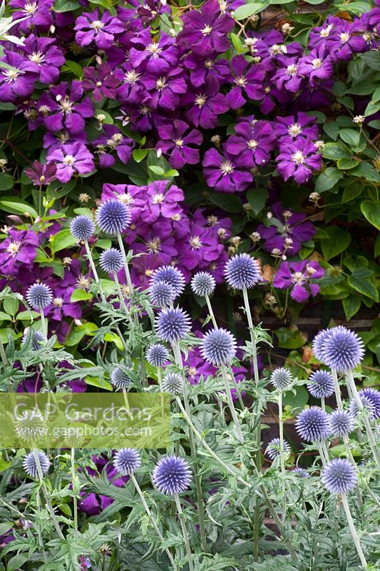 Clematis Etoile Violette and Globe Thistle Veitch's Blue 