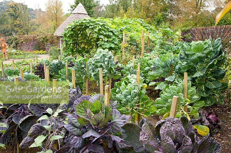 Vegetable garden with Brussels sprouts 