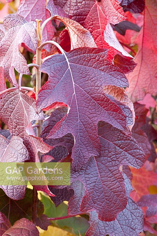 Autumn colouring of oakleaf hydrangea, Hydrangea quercifolia Burgundy 