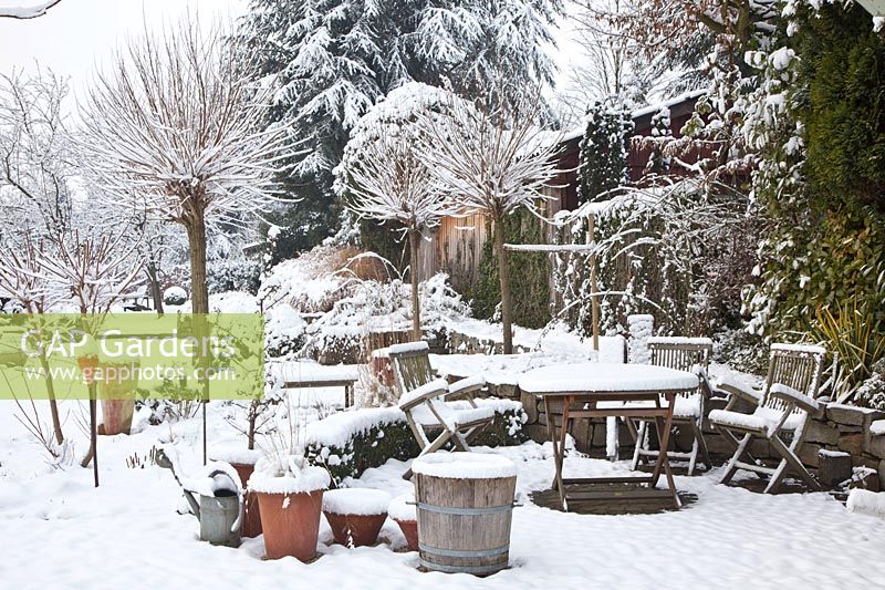 Garden with spherical robinias in snow 