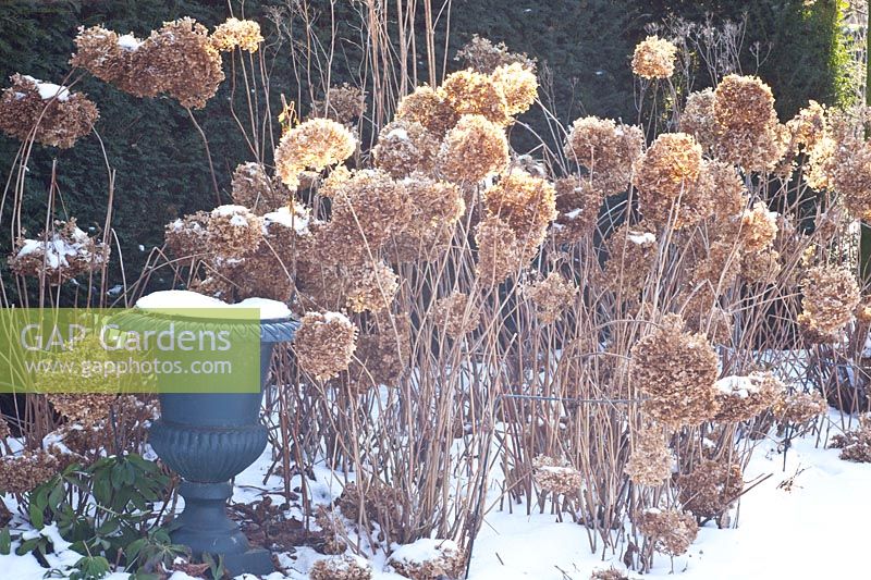 Hydrangeas in winter, Hydrangea arborescens Annabelle 