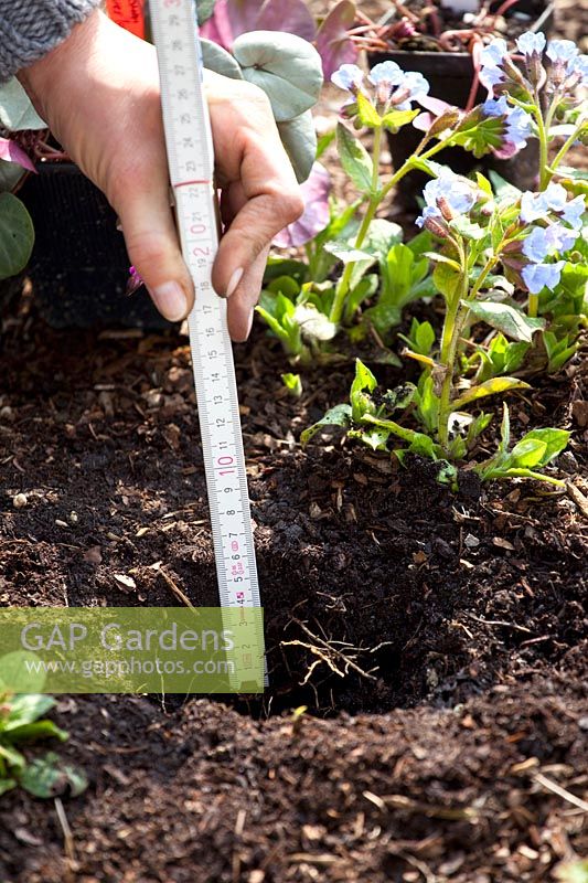 Planting winter cyclamen (Cyclamen coum), correct planting depth of the tubers 5 cm, STEP 2 