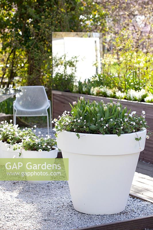 Modern patio garden in spring, Hyacinthus White Pearl, Anemone blanda White Splendour 