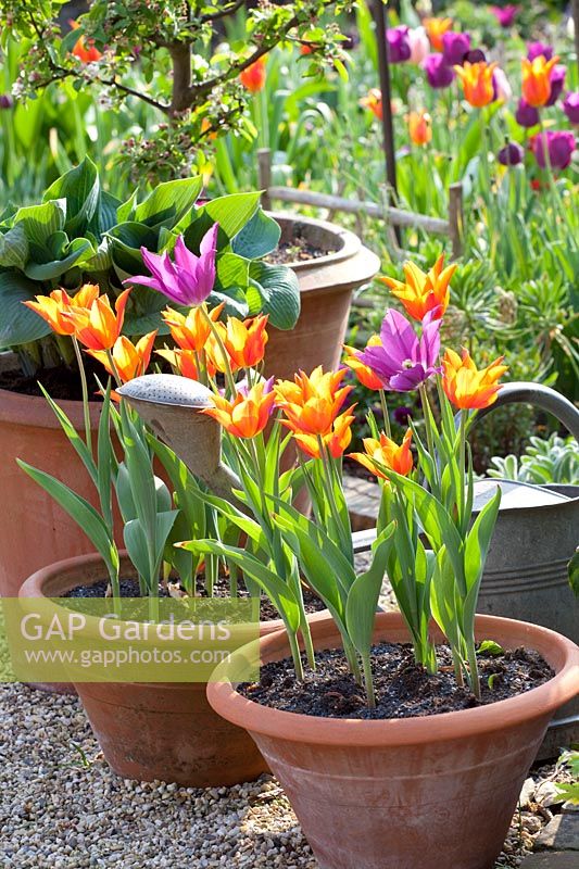 Hostas and tulips in pots, Hosta Hadspen Blue, Tulipa Ballerina 