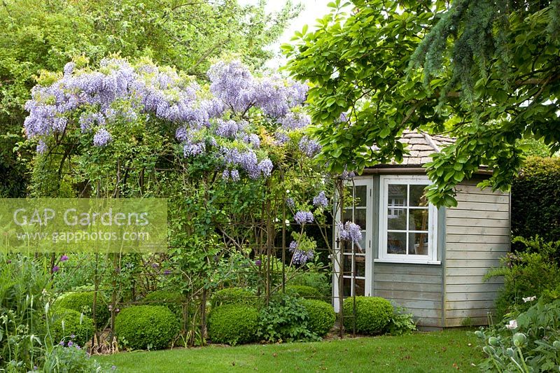 Small garden with garden house and pergola with wisteria 