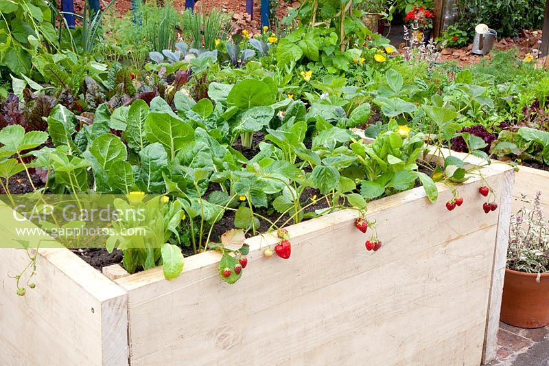 Vegetables and herbs in raised bed made of boards 