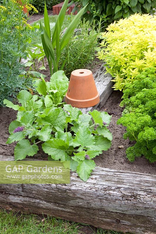 Herb bed with wooden planks as edging 