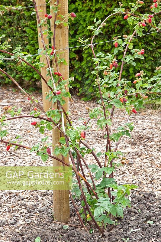 Raspberry canes on wire trellis 