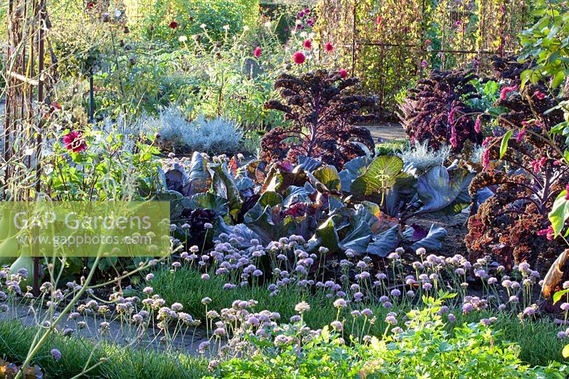 Autumnal vegetable garden with kale, pointed cabbage and wild garlic, Brassica oleracea Redbor, Brassica oleracea Kalibos, Allium senescens 