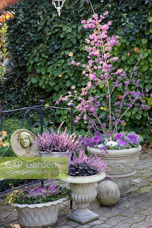 Pots with ornamental cabbage, heather and love-pearl bush, Brassica oleracea, Calluna vulgaris, Ajuga Braunherz, Callicarpa bodinieri Profusion 