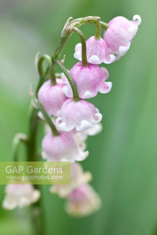 Portrait of pink lily of the valley, Convallaria majalis Rosea 
