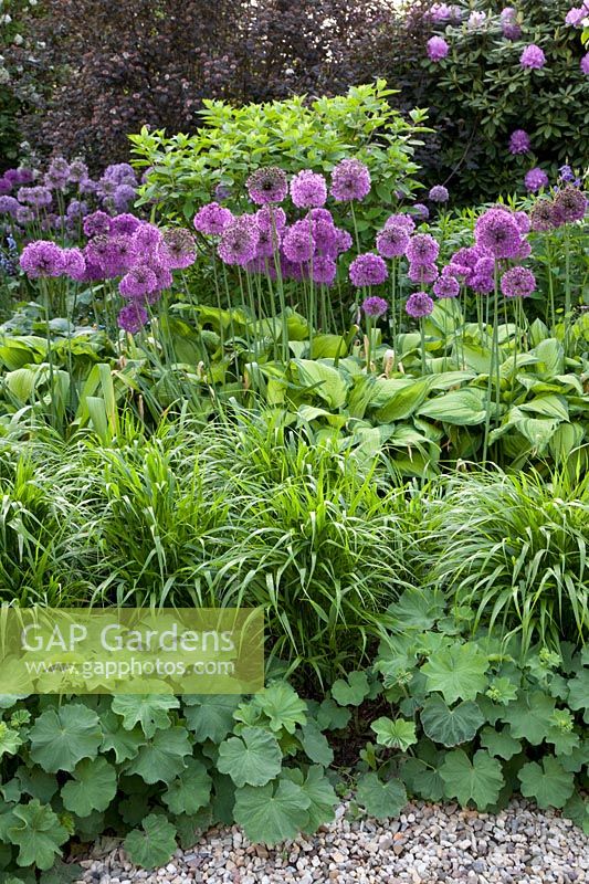 Bed with perennials, grasses and ornamental onions 
