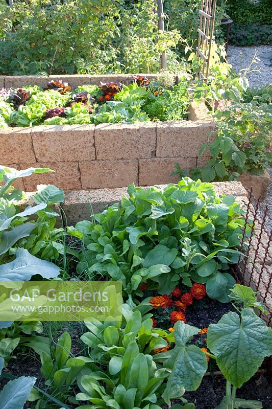 Various salads and herbs in the raised bed 