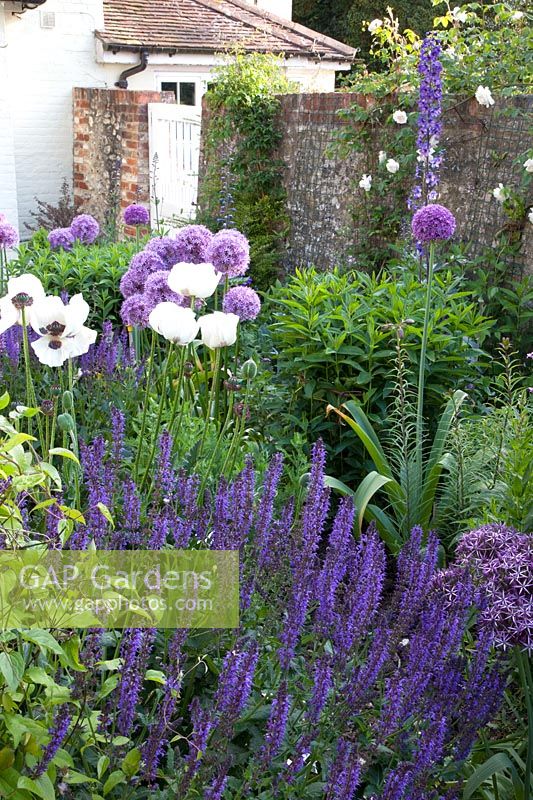 Bed with poppy, sage and ornamental onion, Papaver orientale Perry's White, Salvia Ostfriesland, Allium Globemaster, 