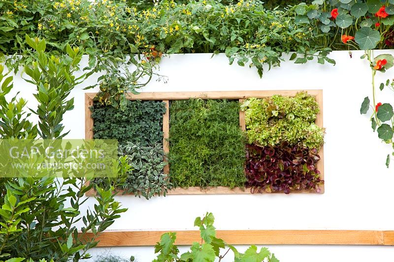 Vertically grown herbs and vegetables 
